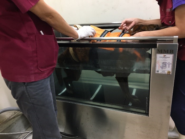「小斑」藉由水療跑步機訓練後腳萎縮的肌肉。  圖：新北市動保處提供