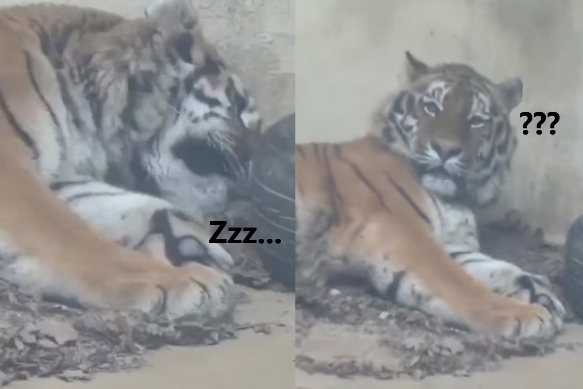 動物園的廣播跳針，讓原本呼呼大睡的東北虎疑惑地抬頭。 圖／twitter @koraku_13