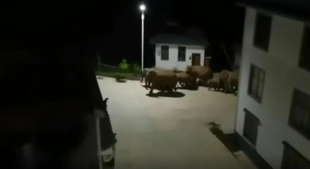 中國雲南西雙版納國家自然保護區的一群野生亞洲象，突然一路向北移動，有中國網友po出象群進入住宅區的畫面，相當壯觀。 圖：翻攝自中國SEO/kingsseo