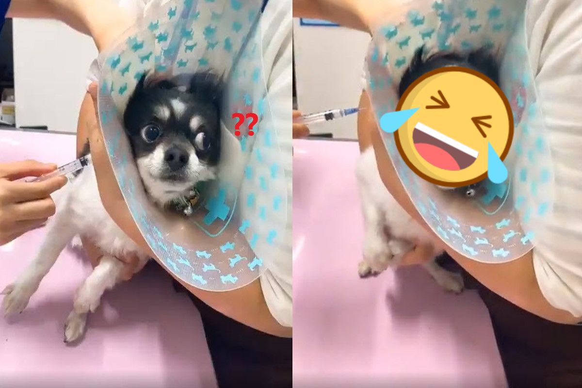 日本一隻吉娃娃日前接種狂犬病疫苗時，突然間變臉尖叫！ 圖／twitter @yukino_sato_