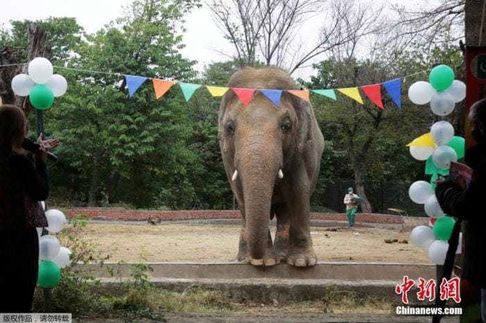 德國漢堡市動物園的一位「足球明星」將預測6月15日的一場德法大戰結果，它就是41歲的大象Yashoda。 圖 : 翻攝自中新網