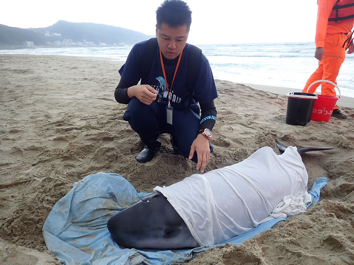 野柳海洋世界現場救援擱淺鯨豚。  圖：新北市動保處提供
