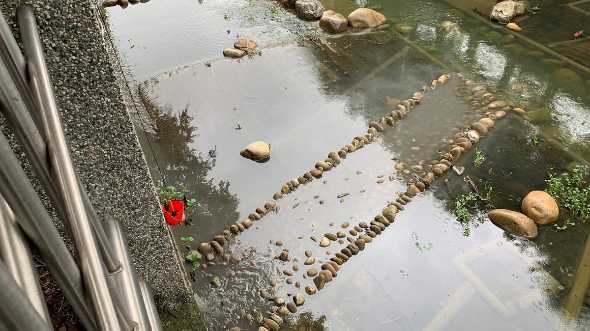 中和區藤寮坑溪排水口，疑遭排放灰白色泥水污染 圖：新北市政府環保局提供
