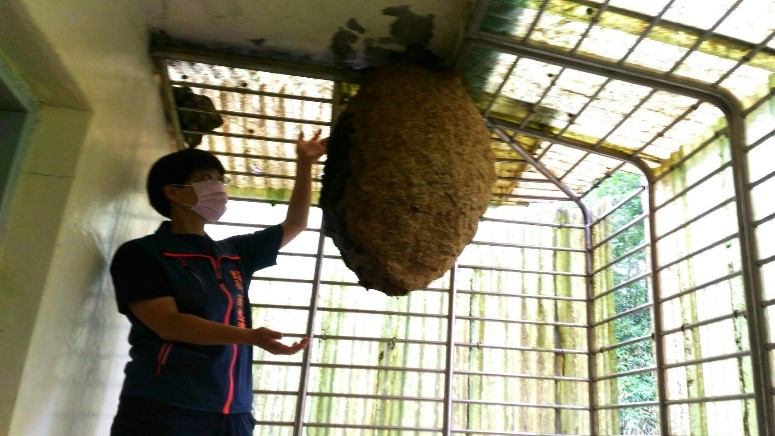 簡惠麗里長站在蜂窩旁，讓人完全感受到碩大虎頭蜂窩的威脅感。  圖：新北市動保處提供