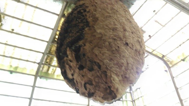 虎頭蜂窩側邊已崩壞，確定已無虎頭蜂存在，是個「空包彈」蜂窩，不具立即性危險。 圖：新北市動保處提供