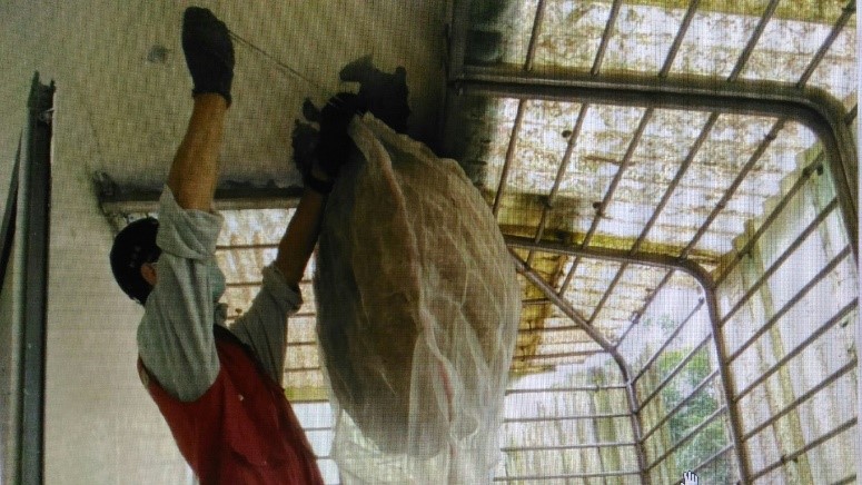 在確認是個「空包彈」虎頭蜂窩後，駐區獸醫王嚴緒未著捕蜂裝備，從容不迫地摘除蜂窩。 圖：新北市動保處提供