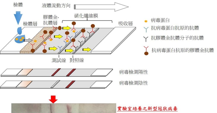 國衛院與國防預醫所研發「COVID-19抗原快篩試劑」。 圖：國衛院提供