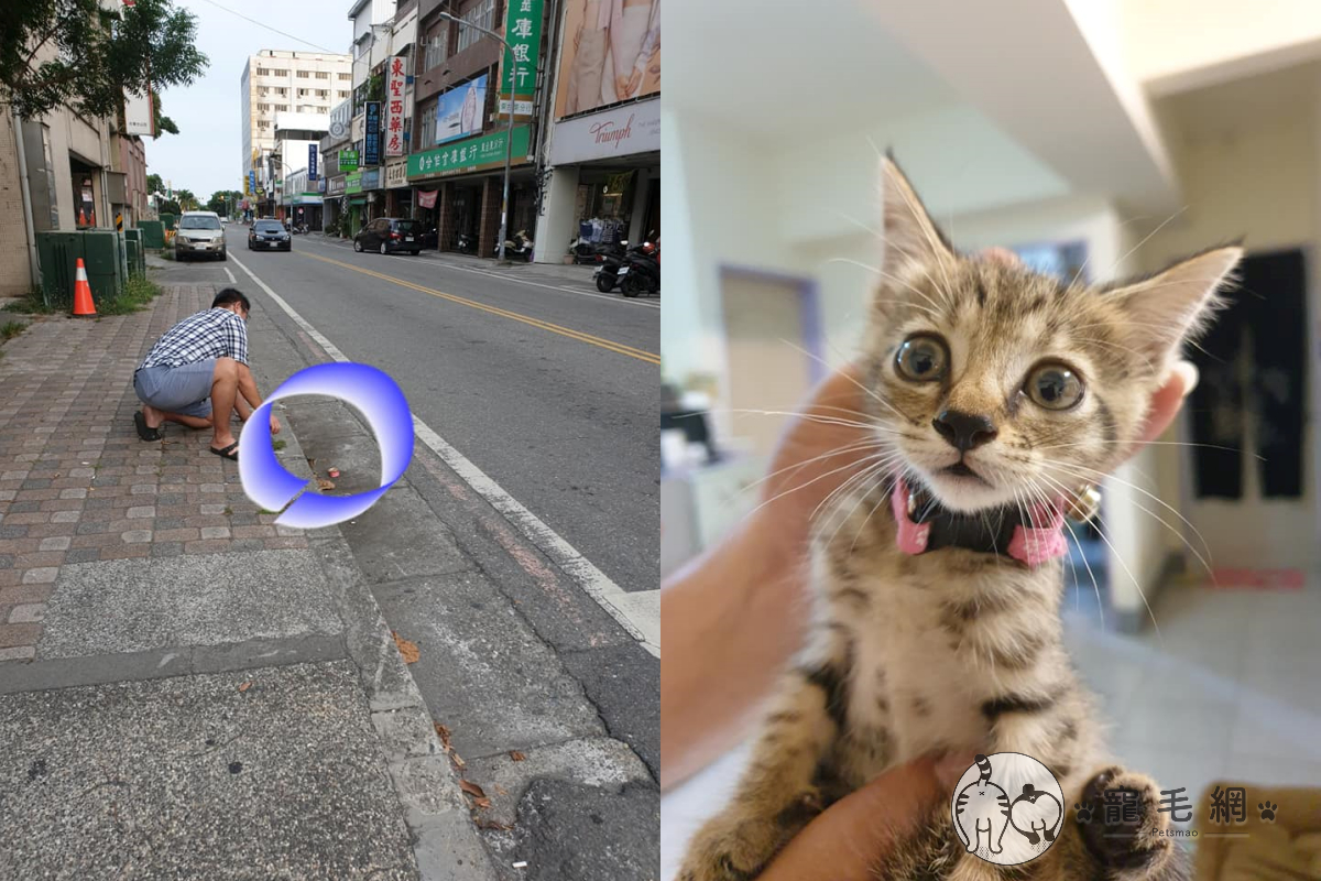 網友停車等紅綠燈時，聽到路邊傳來斗大喵叫聲後立刻下車去救援。 圖／網友沈賢儒授權提供