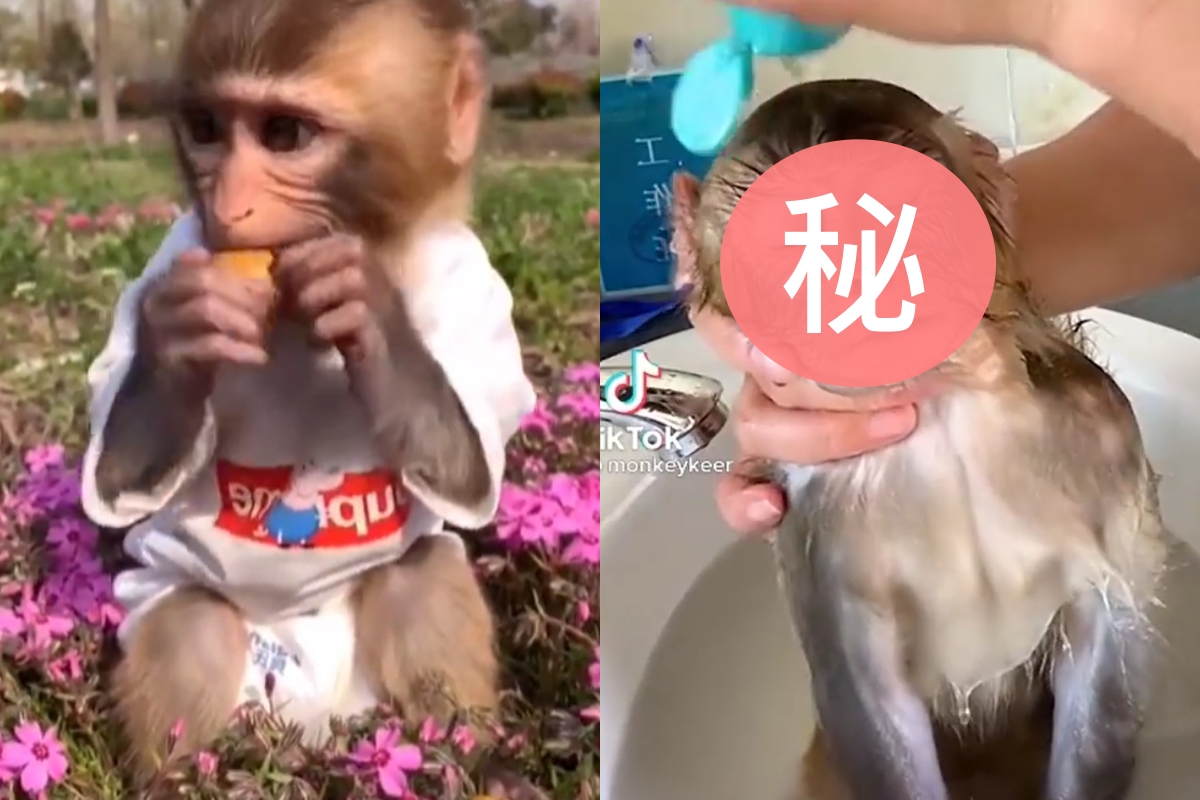 猴子洗澡時，看到逼近的沐浴乳罐，馬上露出緊張的表情。 圖／Instagram@ monkeykeer