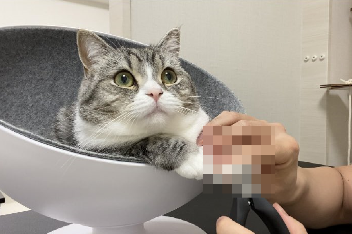 飼主趁貓咪在看卡通的時候，把指甲都剪完，專注的貓咪也完全沒有掙扎反應。 圖／Twitter＠ catmotimaru