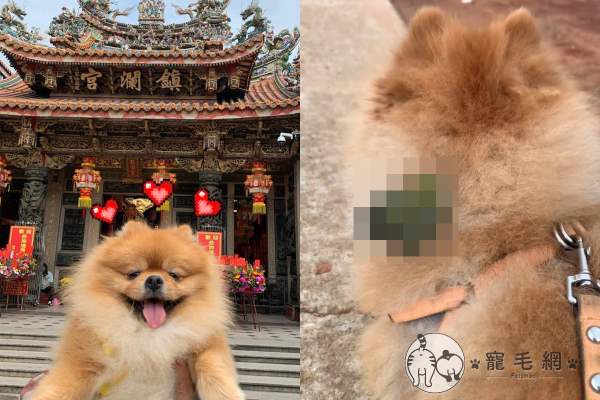 一隻小鳥突然落在博美犬身上，博美卻毫無知覺地繼續向前走，小鳥則淡定地待在上頭。 圖／Instagram@ tsai_tsai_1020授權提供