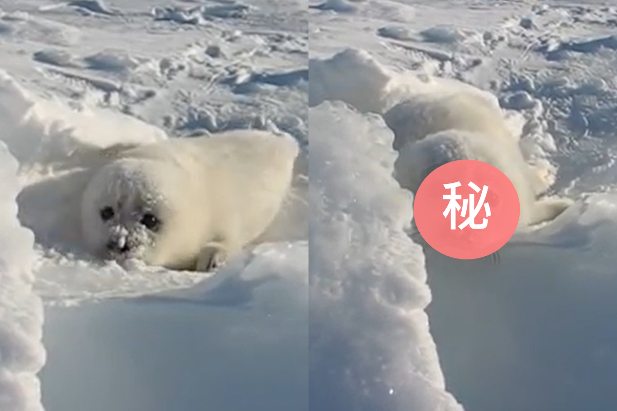 海豹寶寶聽到遠處有同伴聲音，但因冰堆太高過不去而傷心哭泣。 圖／Youtube@ abi8080
