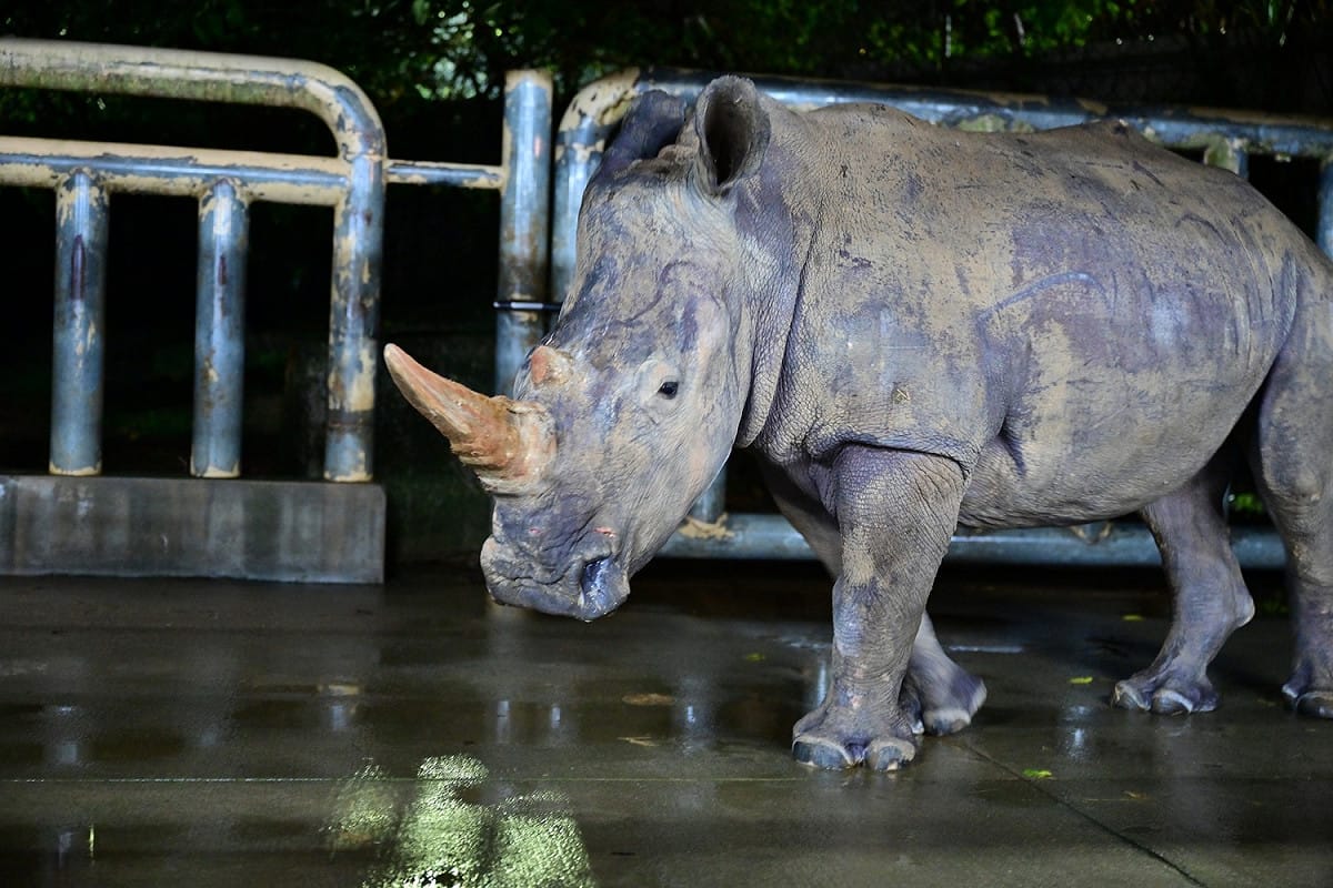 犀牛艾瑪順利抵達日本東武動物公園 。 圖/六福村主題遊樂園臉書粉專