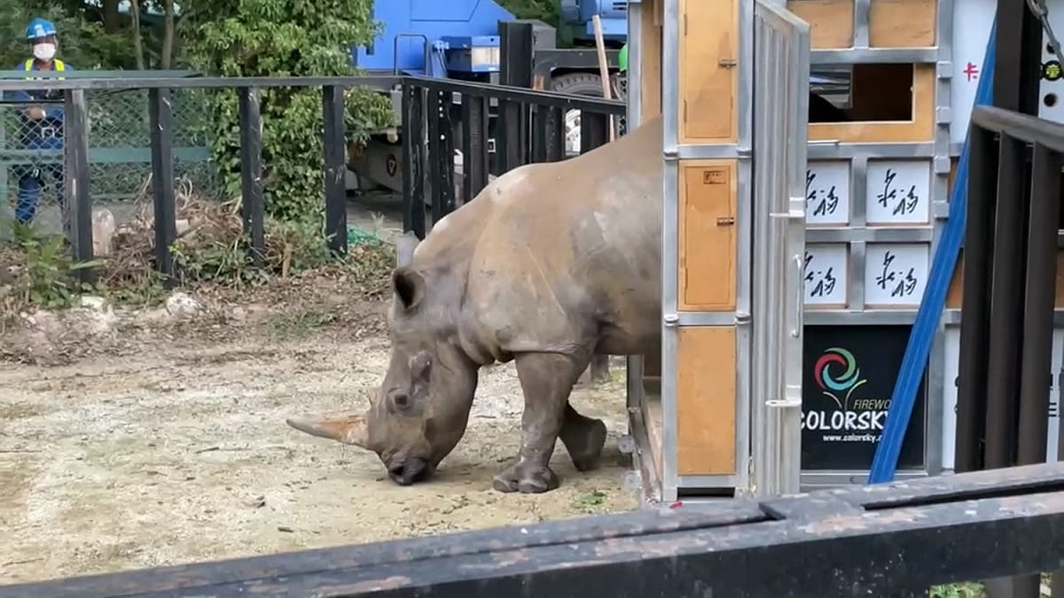 犀牛艾瑪順利抵達日本東武動物公園 。 圖/六福村主題遊樂園臉書粉專