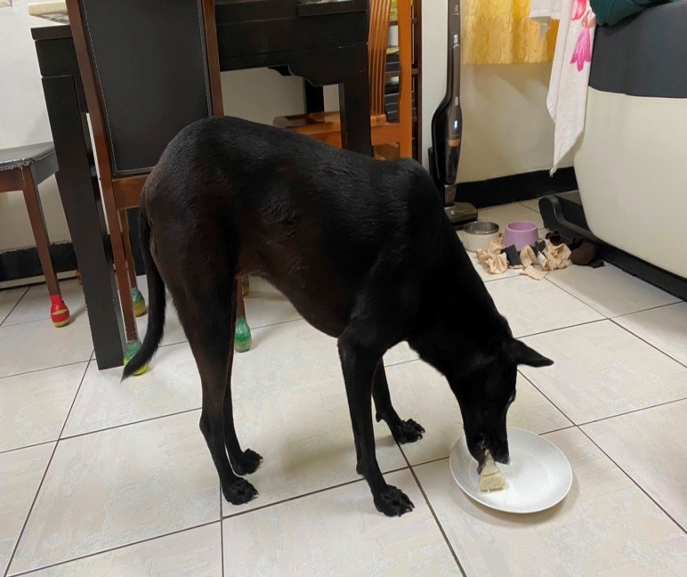 寵物鮮食粽提倡少油鹽、低脂及利於消化，適合毛寶貝食用。  圖：新北市動保處提供