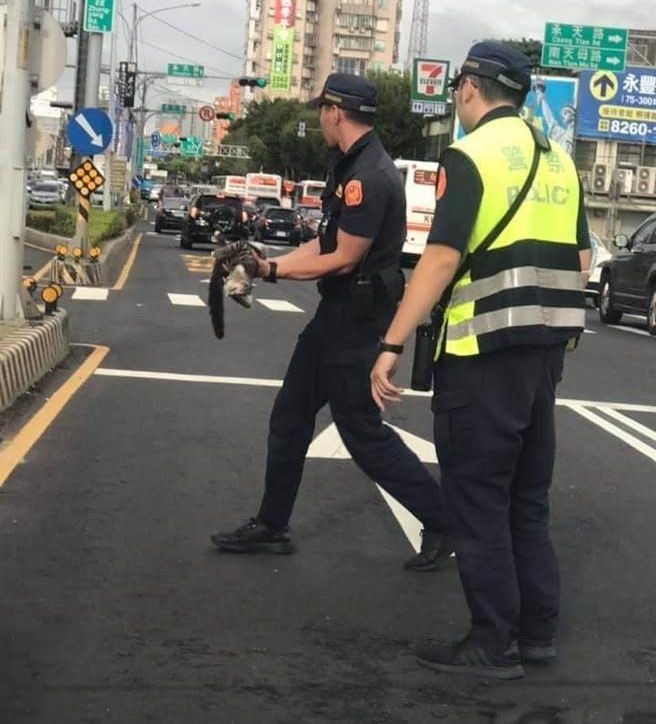 新北員警護送車禍路倒貓隻送醫急救。  圖：新北市動保處提供