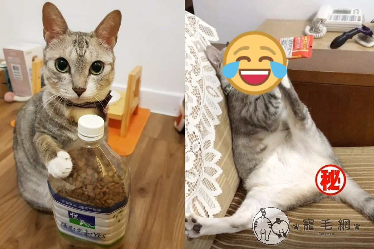 貪吃的貓咪竟用雙手緊抓著肉泥，兩腿攤開在沙發上舒服地大吃特吃。 圖／粉專Nico小朋友授權提供