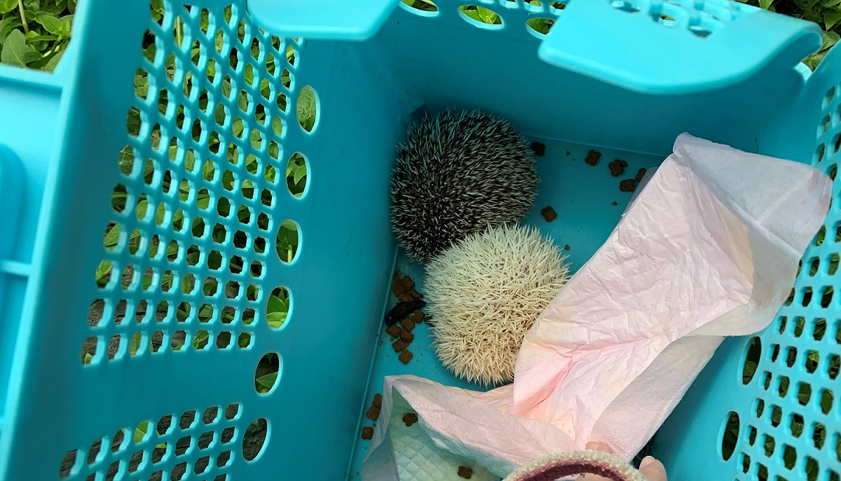 藍色提籠內裝有兩隻刺蝟。  圖：新北市動保處提供