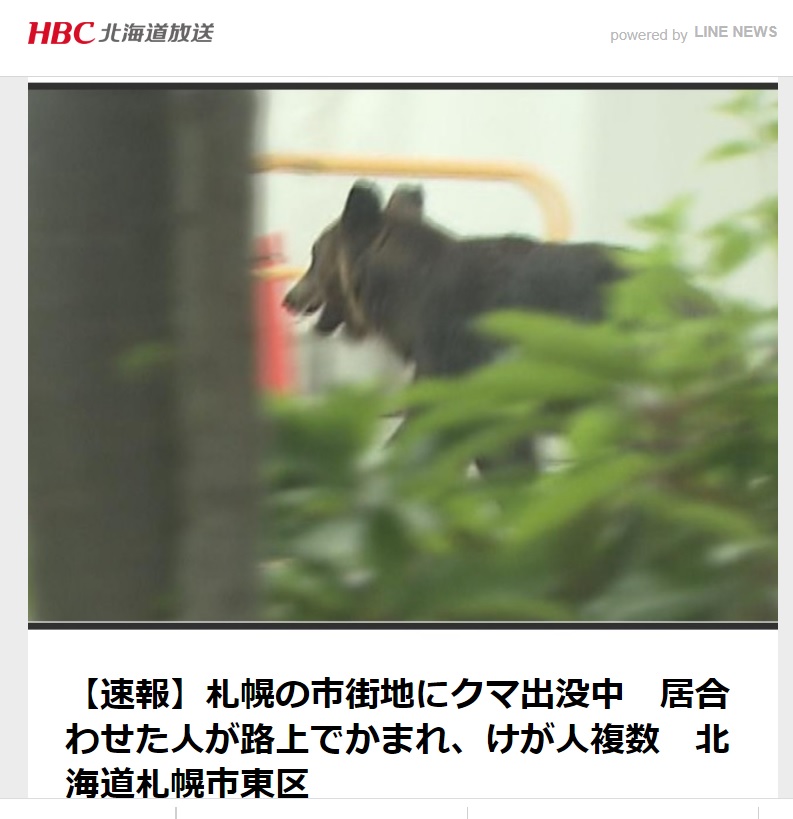 《HBC北海道放送》攝影記者拍到熊在市區晃蕩的身影，牠先後撞傷並咬傷4人。 圖：翻攝自《HBC北海道放送》