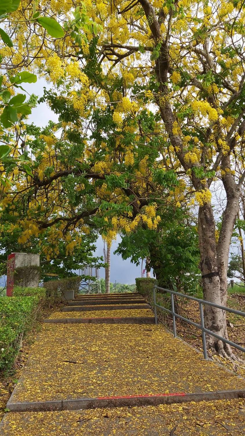 往碼頭樓梯旁阿勃勒。 圖：台南觀旅局／提供