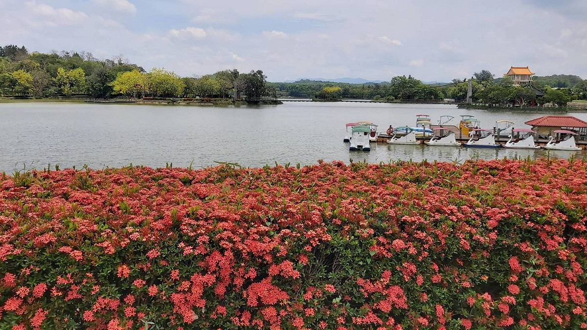 繁花盛開的虎頭埤。 圖：台南觀旅局／提供