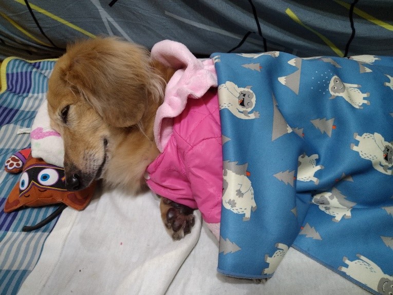 王小姐飼養的臘腸狗「露娜」，年紀比較大，在冷氣房中休息仍應注意保暖。  圖：新北市動保處提供