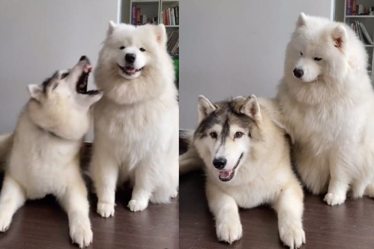愛搗蛋的哈士奇，遇到一旁的薩摩耶犬使出「摸頭殺」，馬上冷靜下來。 圖／twitter @teddybearfloofs