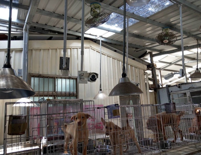 新北動物之家裝設排風扇，保持室內涼爽。 圖：新北市動保處提供