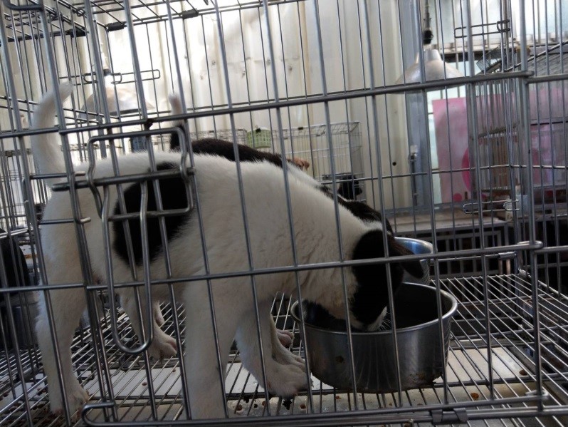 新北動物之家幫毛寶貝提供充足飲水。 圖：新北市動保處提供