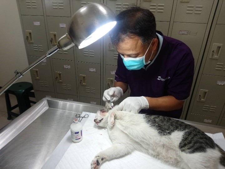 動保處獸醫謝弘斌治療咪咪傷勢。 圖：新北市動保處提供
