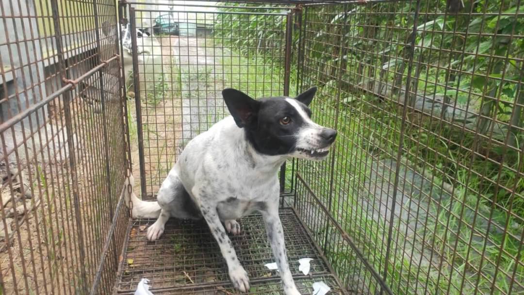 咬傷人的流浪犬。 圖：嘉義縣政府/提供