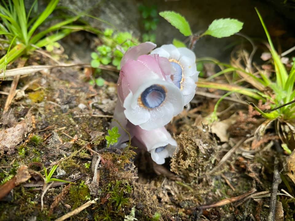 阿里山森林遊樂區粉專分享水晶蘭美圖。 圖：翻攝自阿里山森林遊樂區臉書