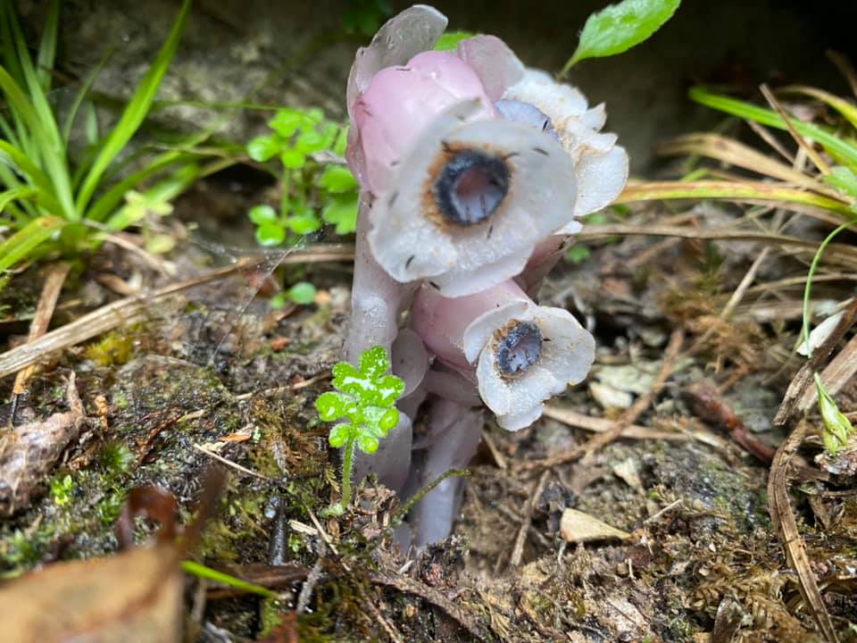 經數日再拍照，可見水晶蘭長高趨勢。 圖：翻攝自阿里山森林遊樂區臉書