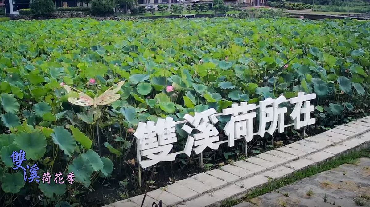 今年因為疫情的關係雙溪荷花季改線上直播。 圖：翻攝雙溪荷花季直播