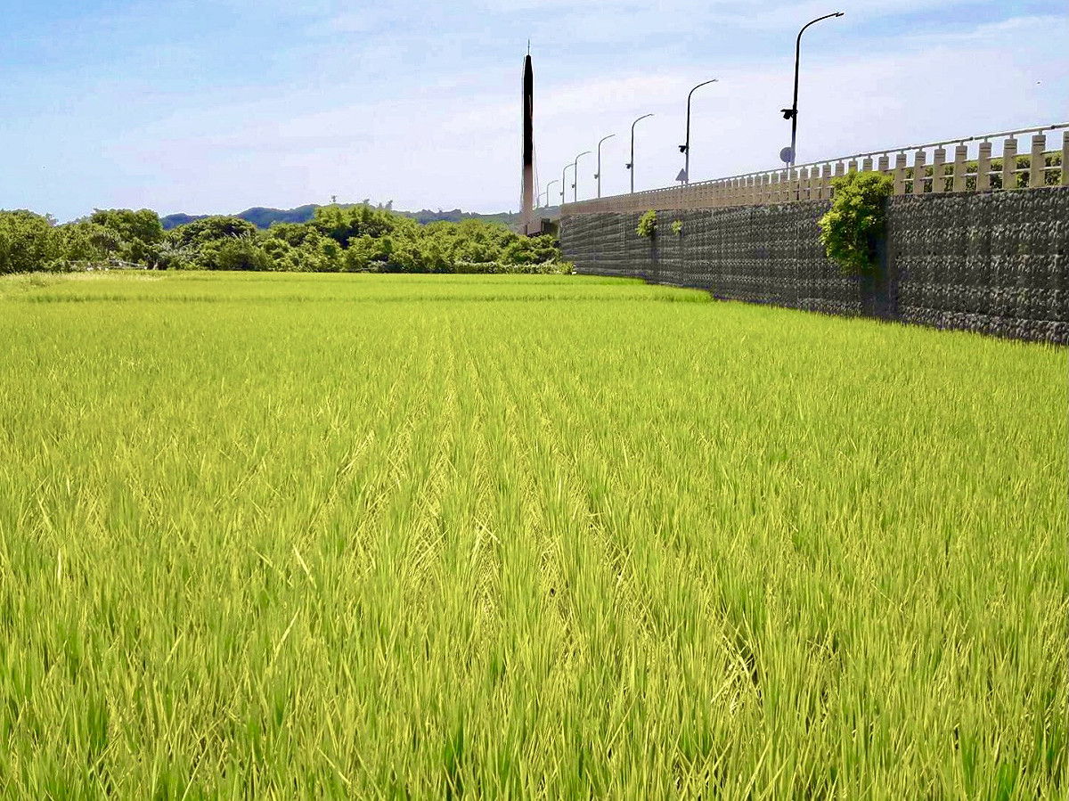 雖然小麥與玉米價格狂飆，大米卻因生產過剩而削價競爭 圖：新北市農業局提供