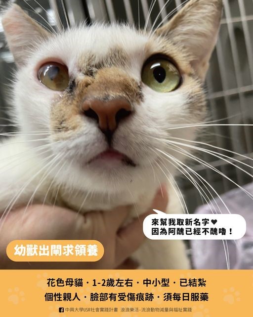 阿醜獨照。 中興大學/提供