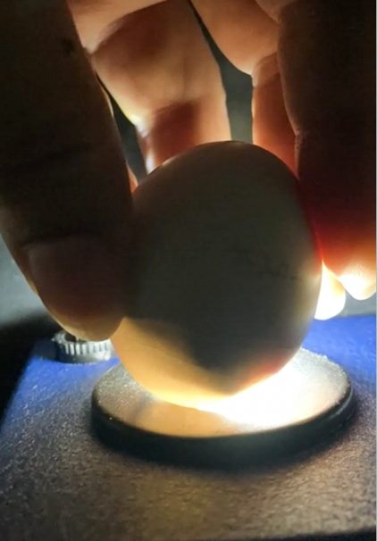 由於親鳥的孵蛋行為並不積極，於是園區改採人工孵化和育幼。 圖：臺北市立動物園／提供