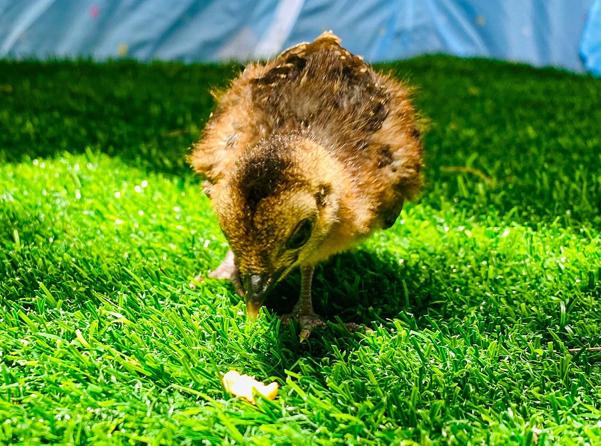 雛鳥對戶外展現好奇心，也十分黏人。 圖：臺北市立動物園／提供