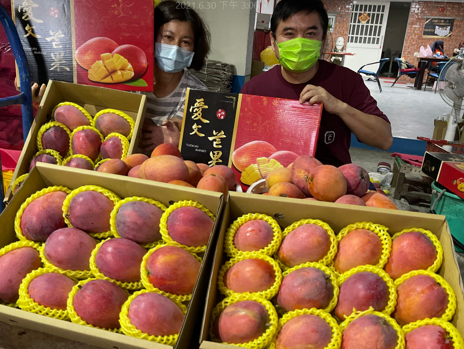 受疫情影響，屏東芒果也遭殃，民代紛紛站出推銷芒果。 圖:莊瑞雄辦公室提供