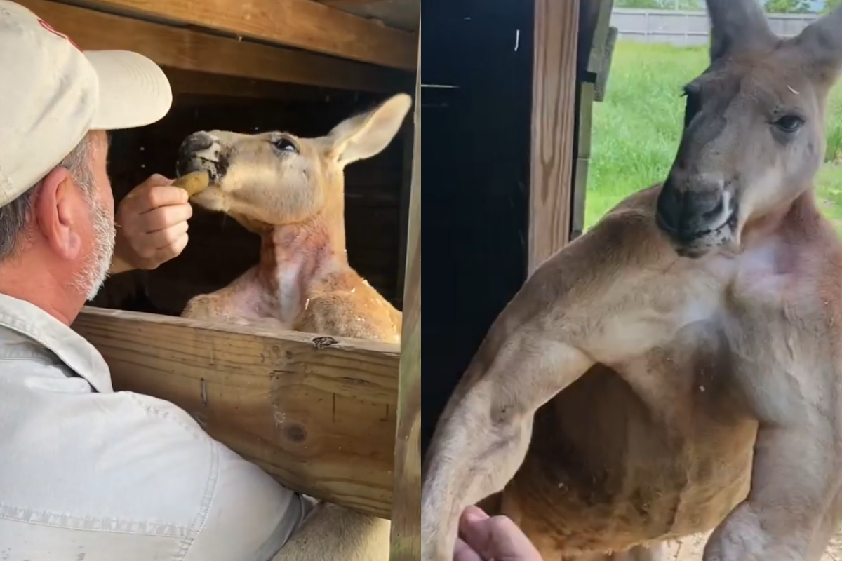 澳洲驚傳袋鼠將人活活打死的恐怖事件。(示意圖) 圖 : 翻攝自 Instagram＠ jayprehistoricpets