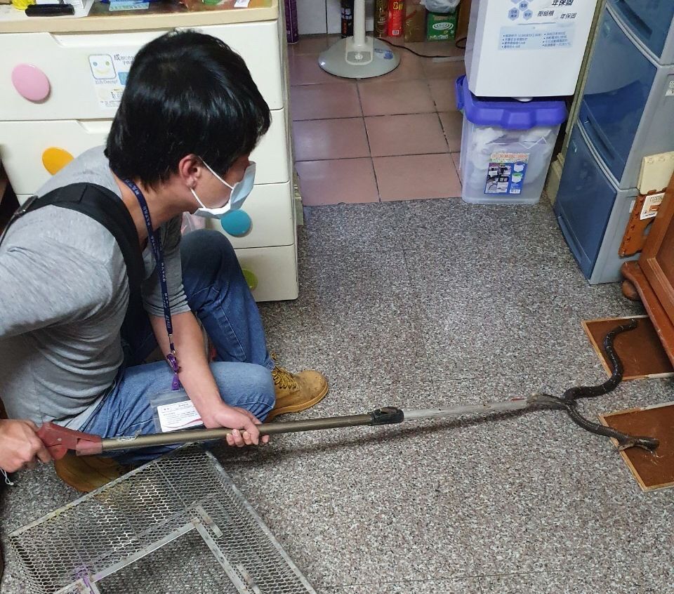 新北市上月捉蛇通報高達632件，平均每天21件，是空前紀錄；圖為使用捕蛇夾控制蛇的行動。 圖：新北市動保處提供