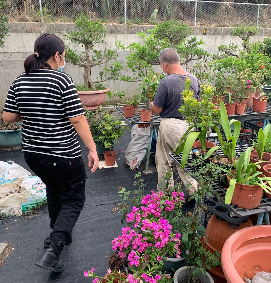 花圃中時常有蛇類入侵。 圖：新北市動保處提供