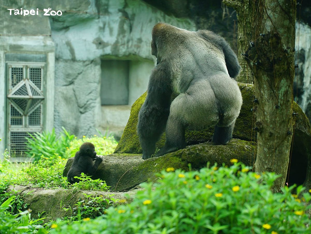 「Jabali」嘗試要搶金剛猩猩爸爸「D’jecco」手上的食物。 圖：台北市立動物園／提供