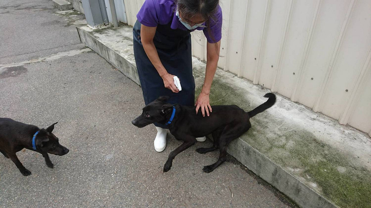 新北動物之家駐區獸醫師每個月噴藥除壁蝨。  圖：新北市動保處提供