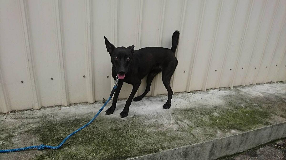 經治療後恢復活力的黑犬。  圖：新北市動保處提供