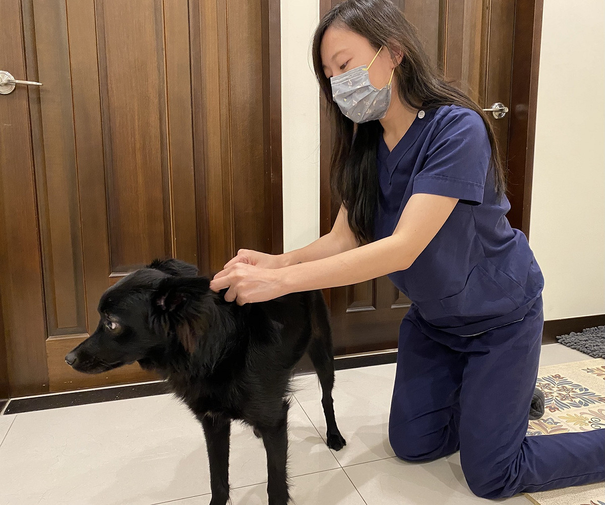 飼主每個月使用壁蝨預防藥，讓家中寵物遠離壁蝨的威脅，共同守護毛寶貝安全。 圖：新北市動保處提供