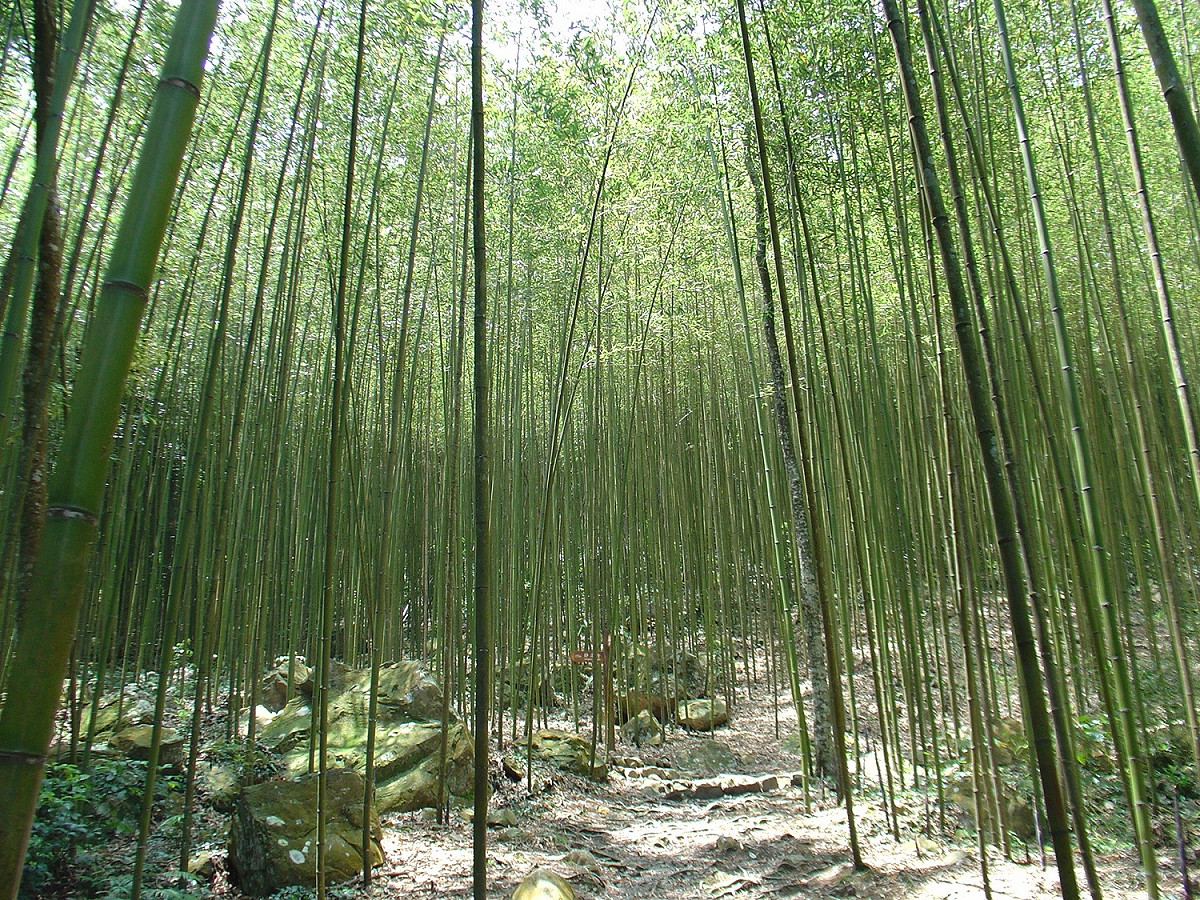 八仙山森林遊樂區步道群。 圖：東勢林管處／提供