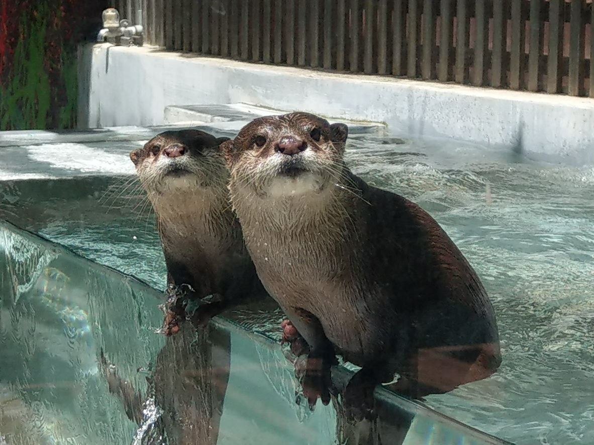 花蓮遠雄海洋公園並於這周日直播公開水獺喬巴、艾斯的新家。 圖：取自遠雄海洋公園臉書
