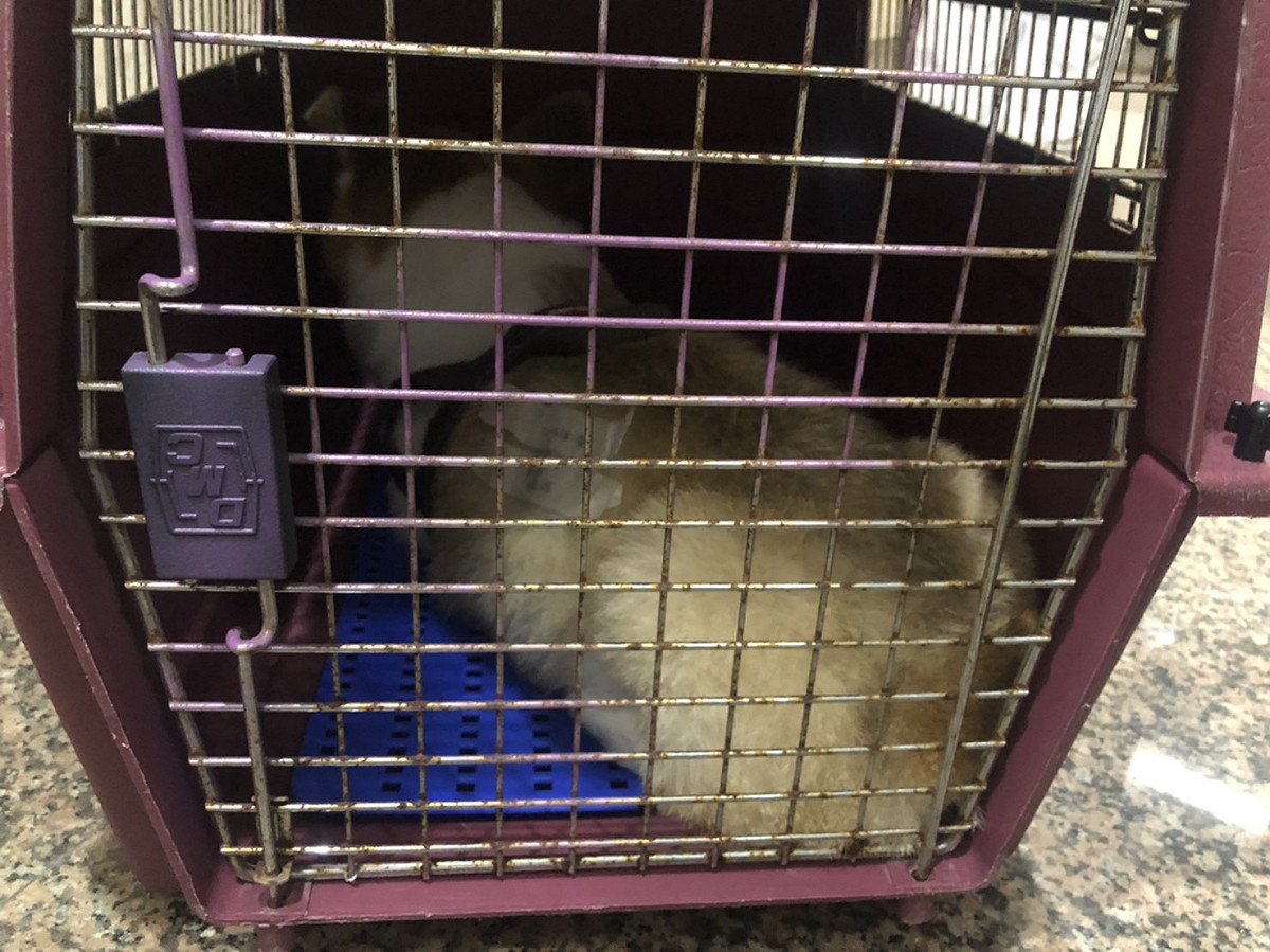 柯基犬仔仔罹患鼻腫瘤，由新北市動保處協助送醫治療。  圖：新北市動保處提供