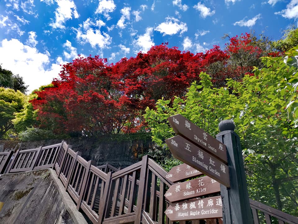 梨山風景區楓之谷1956秘密花園7/13起有條件開放。 圖：參山處/提供